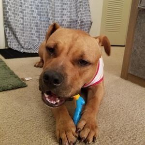 Meet your Posher, Carmen